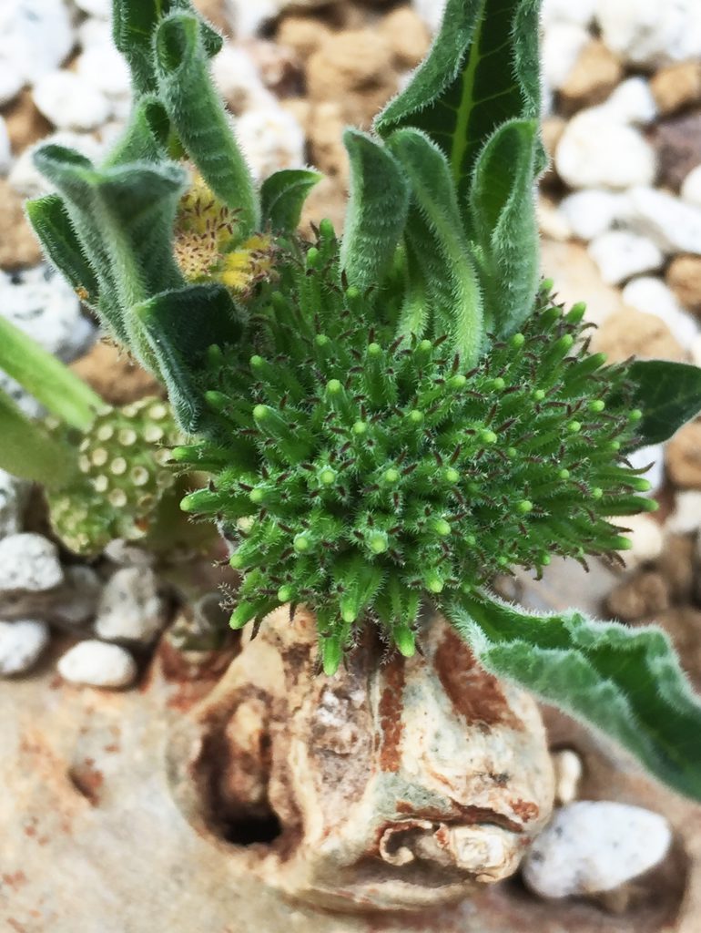 竜卵窟” ブラキステルマ バーベラエ (Brachystelma barberae) – twelve