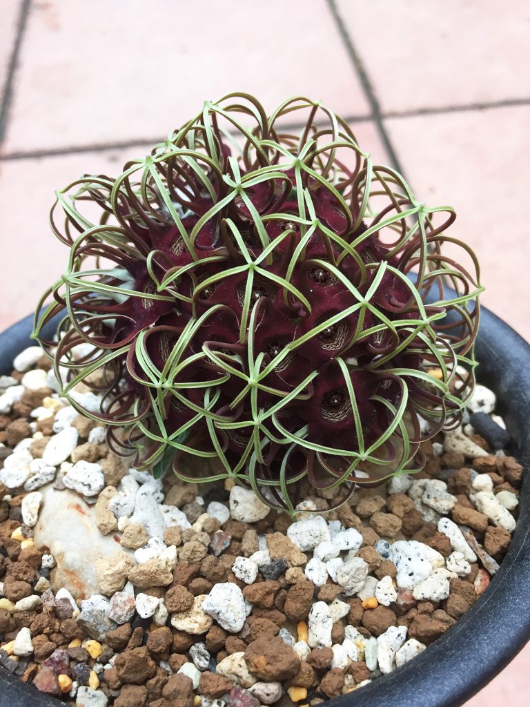 竜卵窟” ブラキステルマ バーベラエ (Brachystelma barberae) – twelve