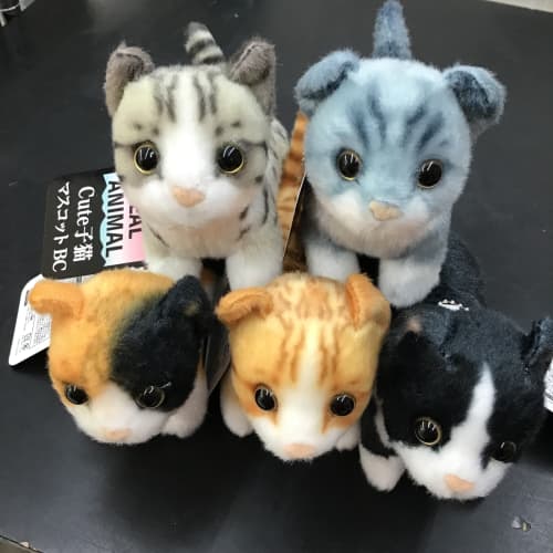 リアルアニマル子猫マスコットBCが登場！ - UFO基ゃっ地ゃーエブリデイ