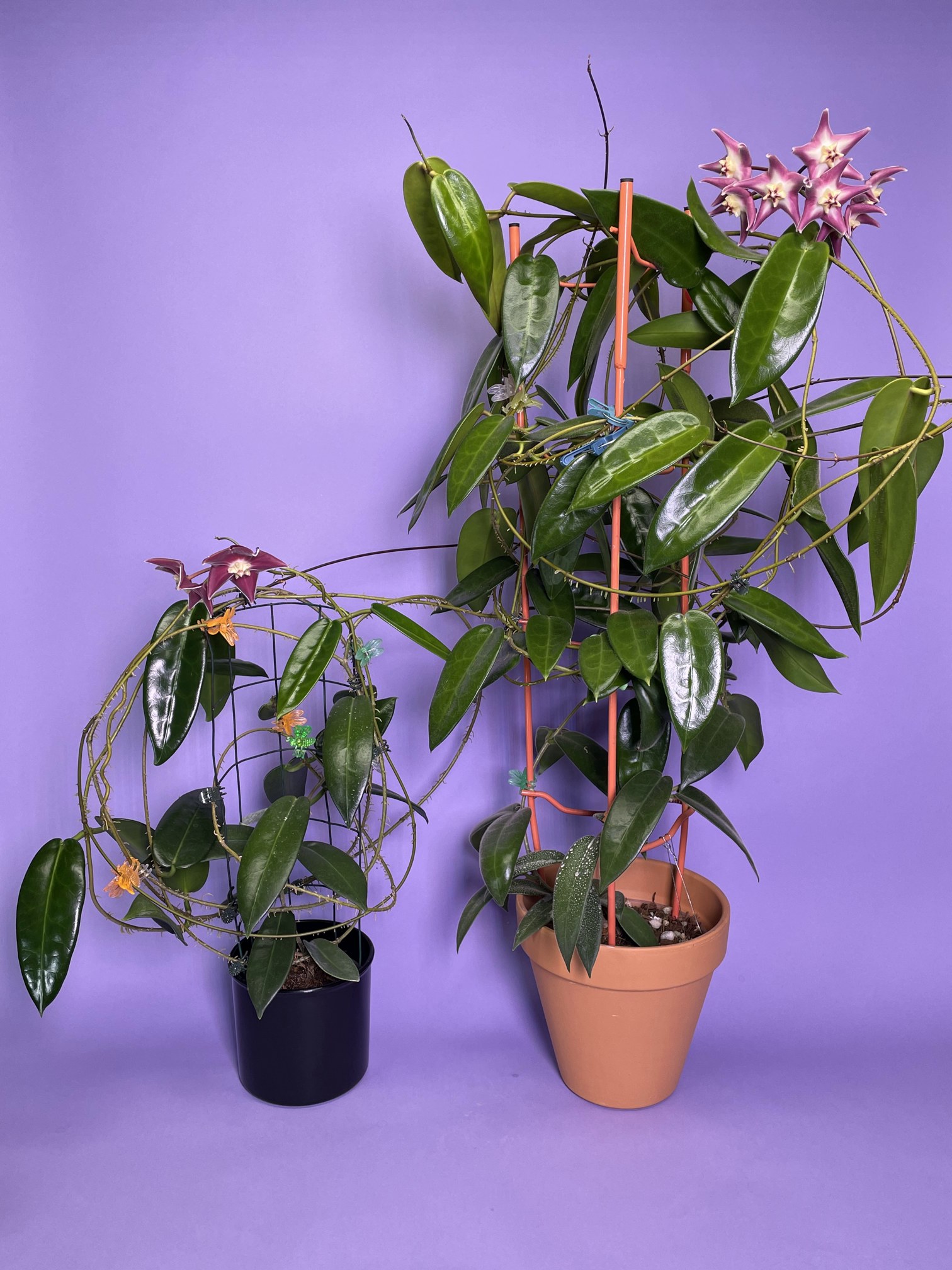 Hoya stenaokei (Dark Flower Form) sp.Papua | Vermont Hoyas