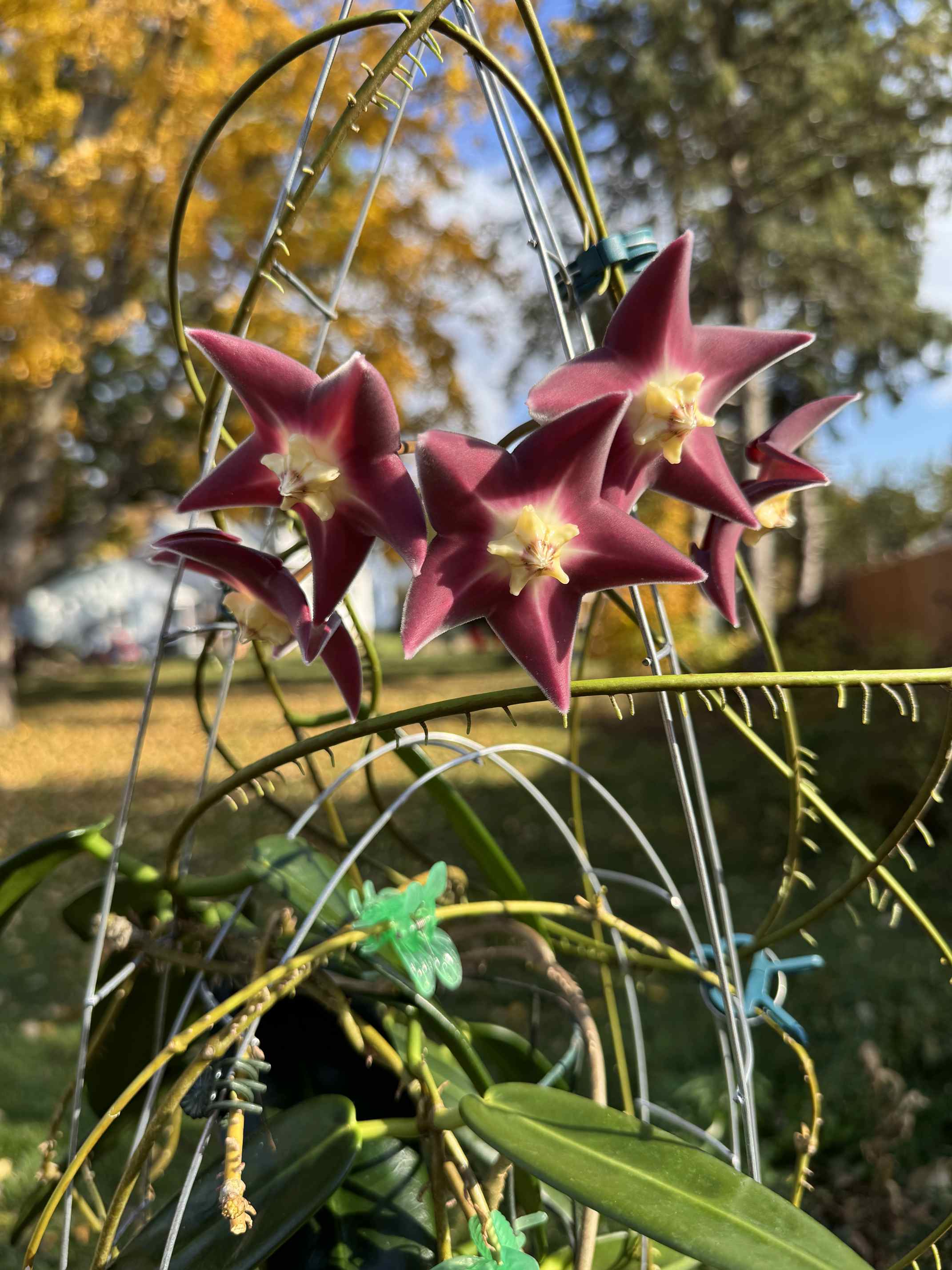 Hoya stenaokei Dark Flower Form Against The Fall Foliage | Vermont