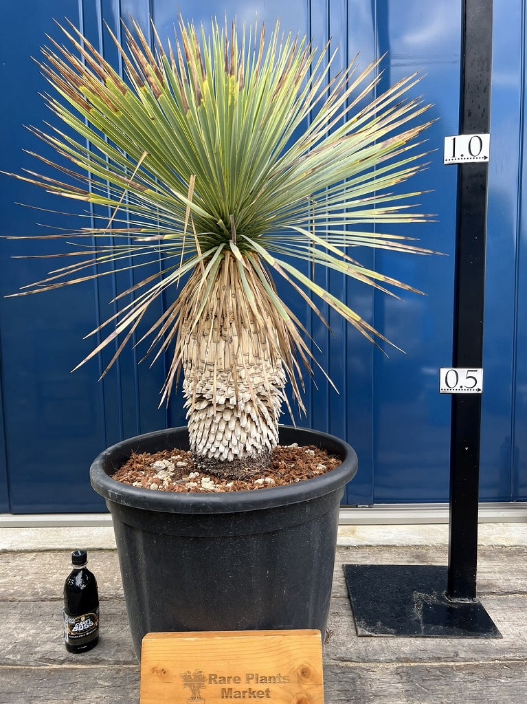 ユッカ ロストラータ シルバーブルー個体 極太 ロストラータ ユッカ