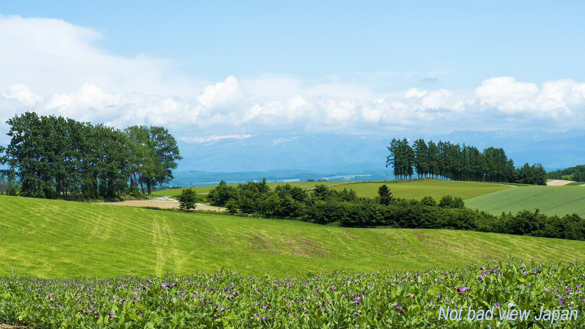 マイルドセブンの丘 美瑛 – Not Bad View Japan!