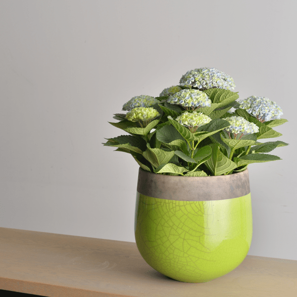 DOMANI ドマーニとは