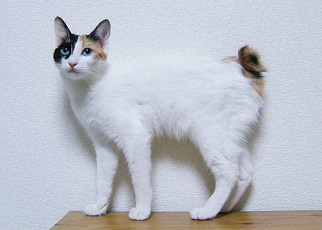 猫のしっぽについてイロイロ | 猫専門病院の猫ブログ nekopedia ネコ