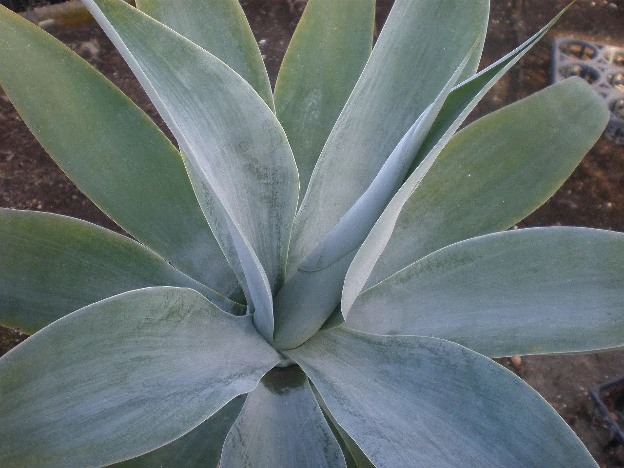 アガベ アテナータ 'ボーチン・ブルー' についてです。青い個体ですね