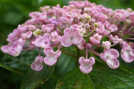 オタフクアジサイ | アジサイの育て方.net