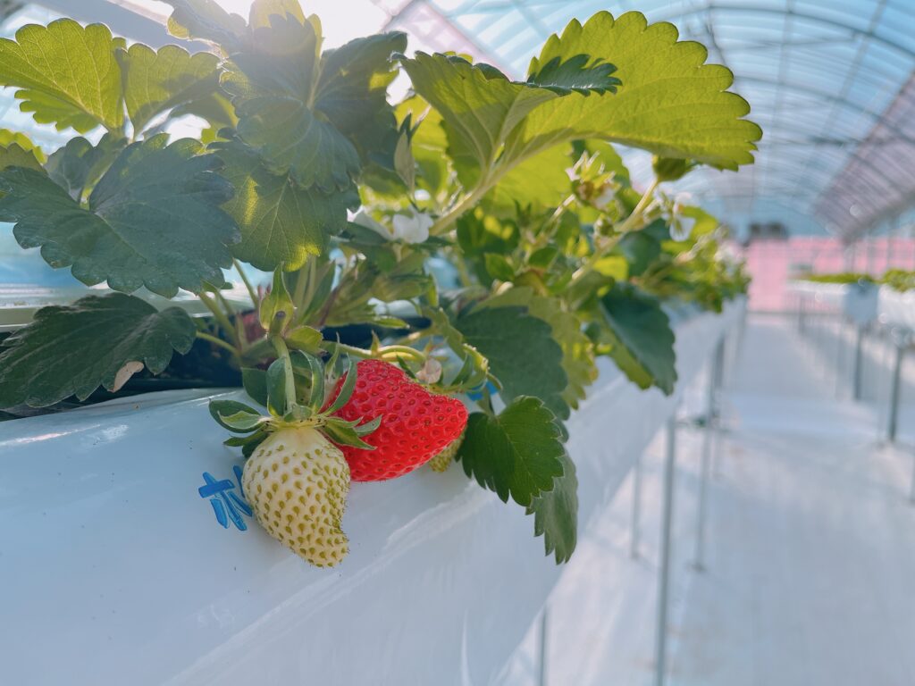 いちご農園を新規オープンします | 苺舎