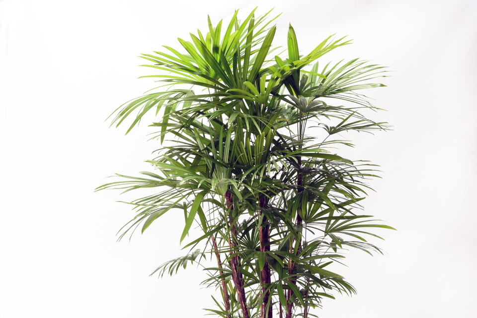 棕櫚竹（シュロチク） | いぶすき観葉植物｜観葉のまち指宿