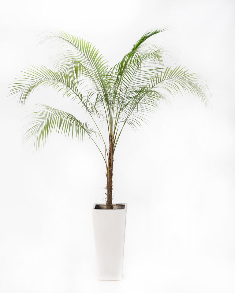 ヒメヤシ（ブラジルヒメヤシ） | いぶすき観葉植物｜観葉のまち指宿