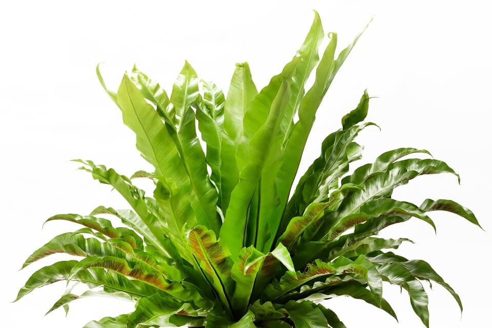 オオタニワタリ | いぶすき観葉植物｜観葉のまち指宿