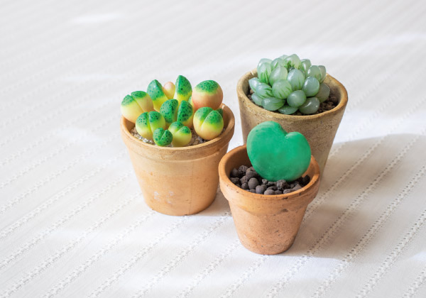 自分の癒しは自分で作る。多肉植物の時間です。本物みたいなぷっくり