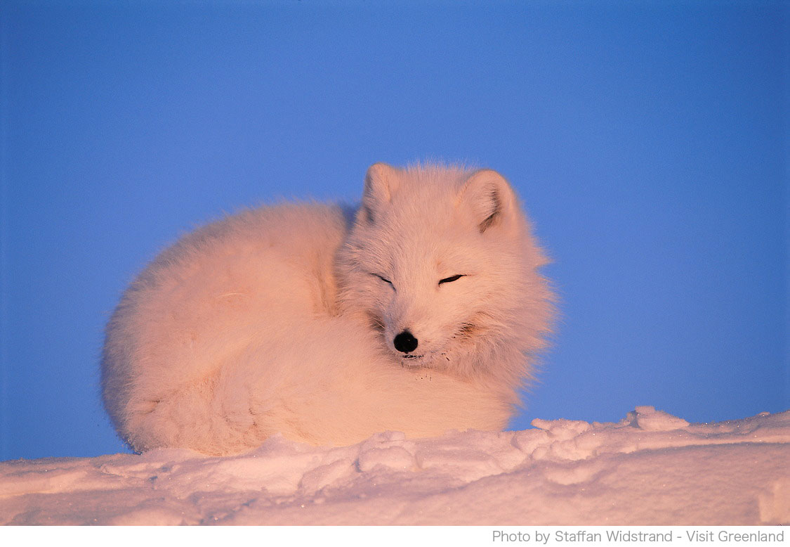 ホッキョクギツネの魅力を探ろう 〜グリーンランドのワイルドライフ