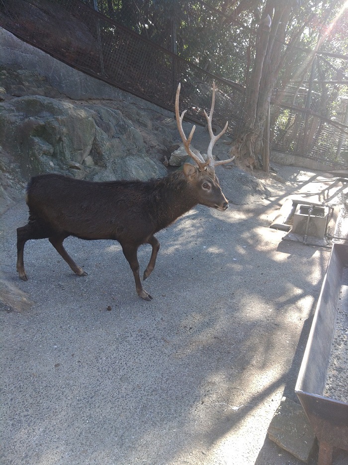ニホンシカ | 【公式】池田動物園