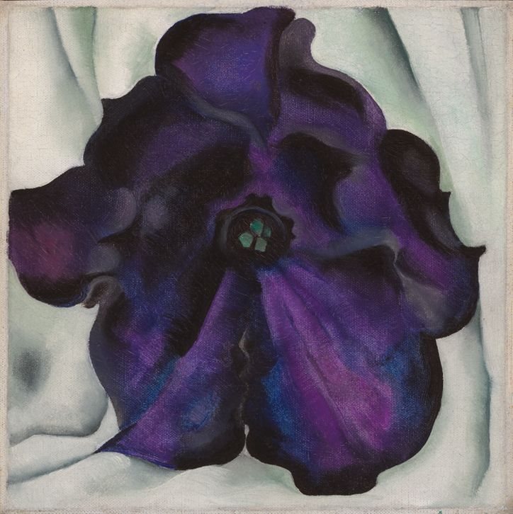 Untitled (Purple Petunia), 1925 | The Georgia O'Keeffe Museum