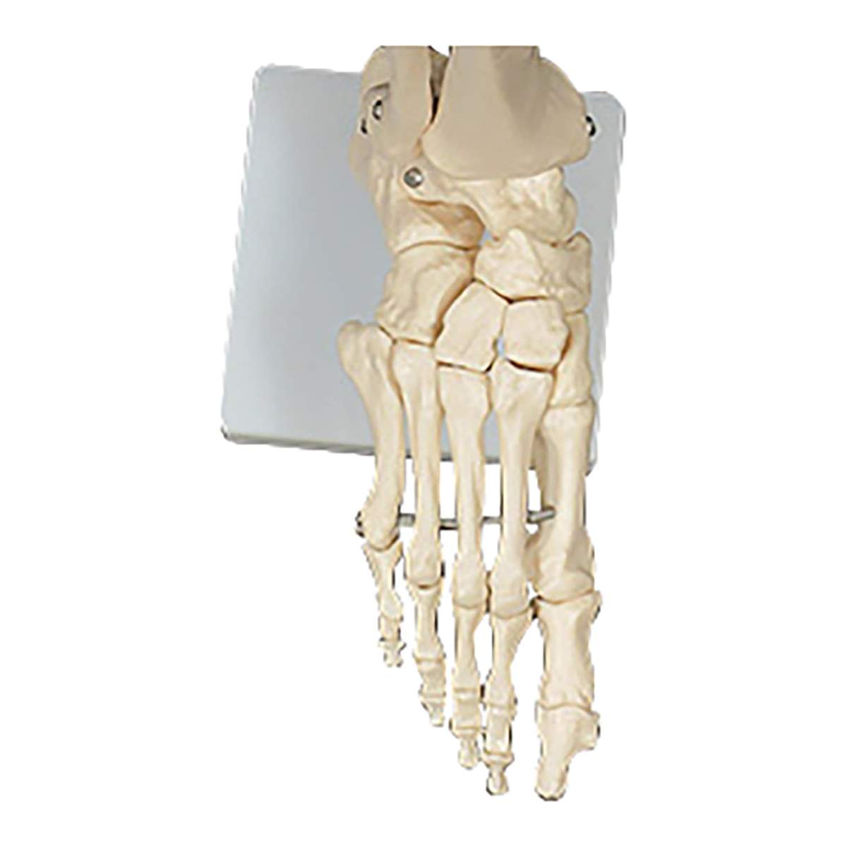 足の骨格模型 教材模型 25-5560-00 大阪人体模型センター(NGD