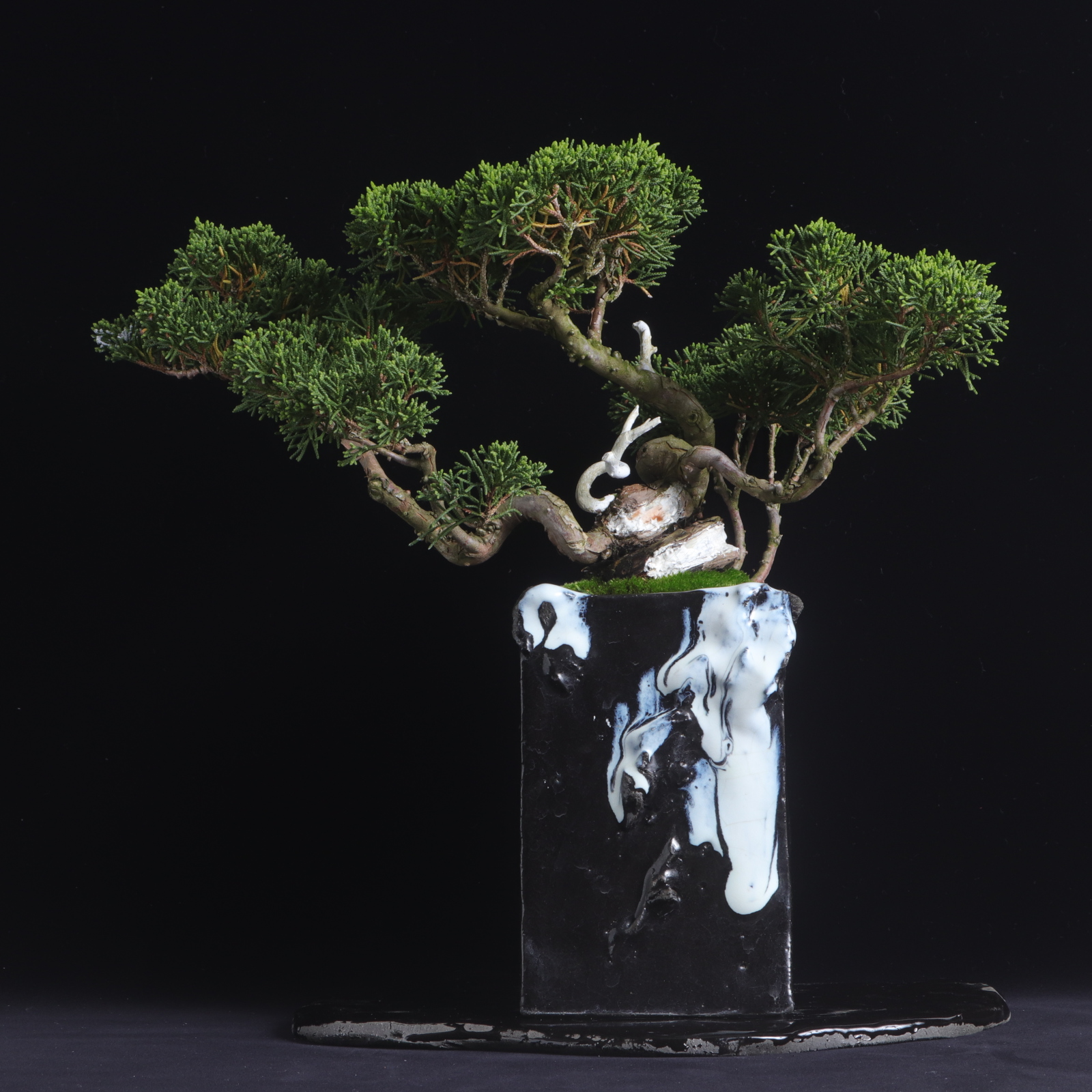 真柏・シンパク – イマplants