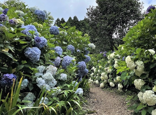 山の斜面や林道をおおいつくす1万株のアジサイ【南沢あじさい山