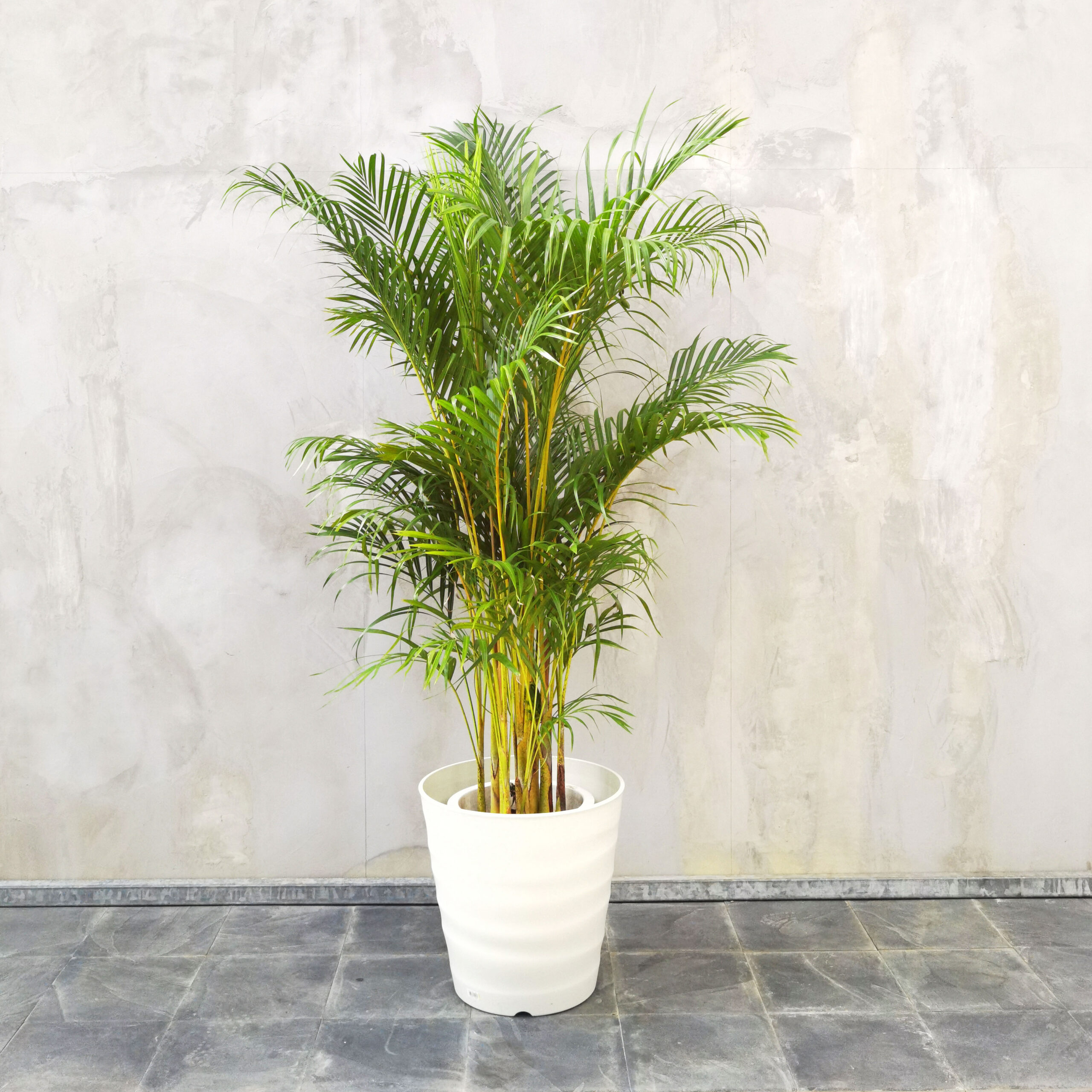 アレカヤシ ⑩鉢付 001004 – PLANT CATALOG