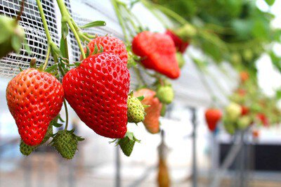 アクトいちごファーム いちご狩り(宇佐市) | いちご狩り特集2026