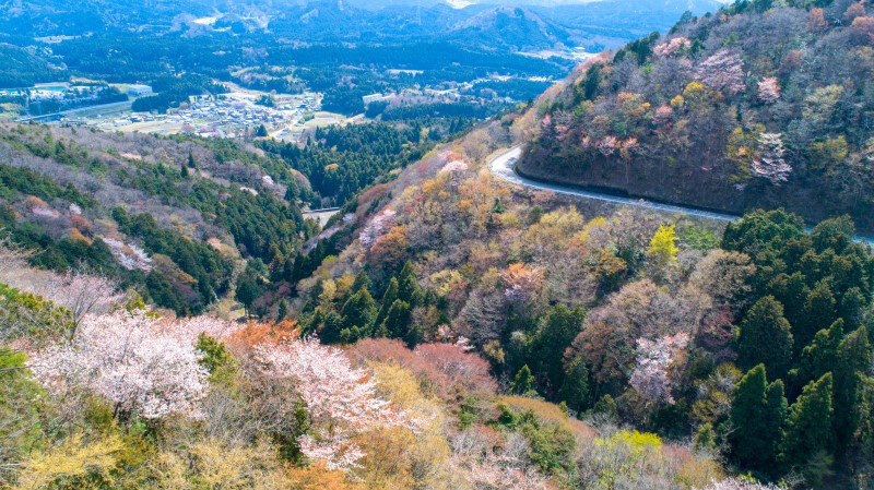 伊吹山ドライブウェイの桜（不破郡関ケ原町） 見頃・桜祭り情報など