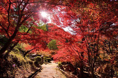 姫路でライトアップのある紅葉スポットおすすめ4選 ｜紅葉名所2025