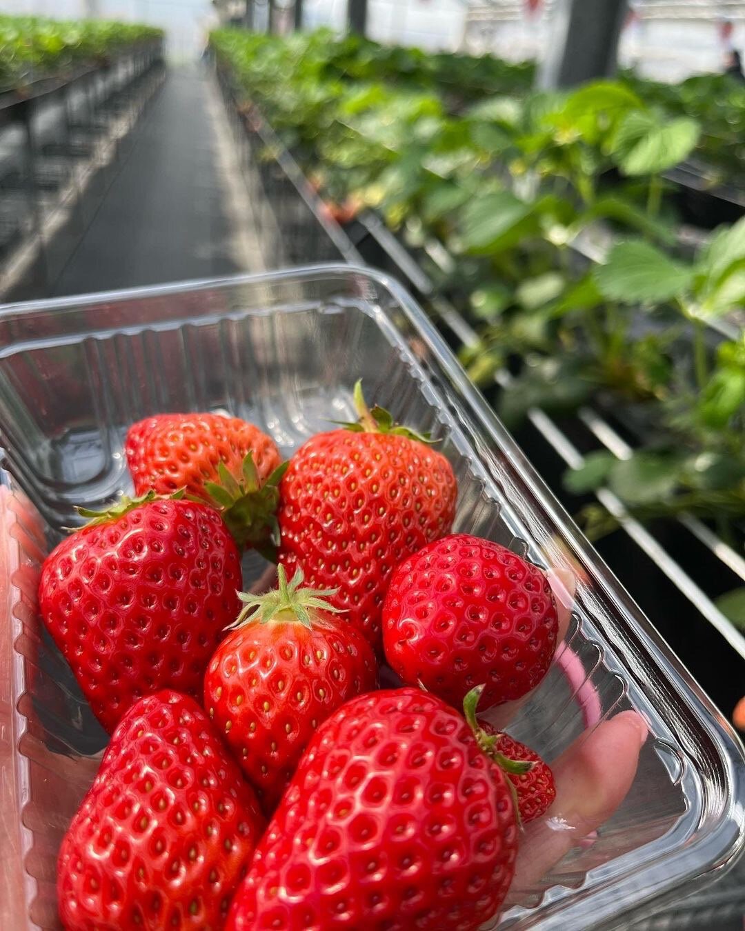 道の駅 草津 ロックベガーデン いちご狩り(草津市)(画像3枚目