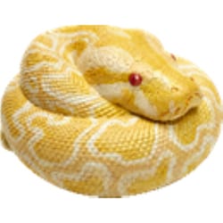 ヨドバシ.com - 動物の惑星 アニマルプラネット ビルマニシキヘビ