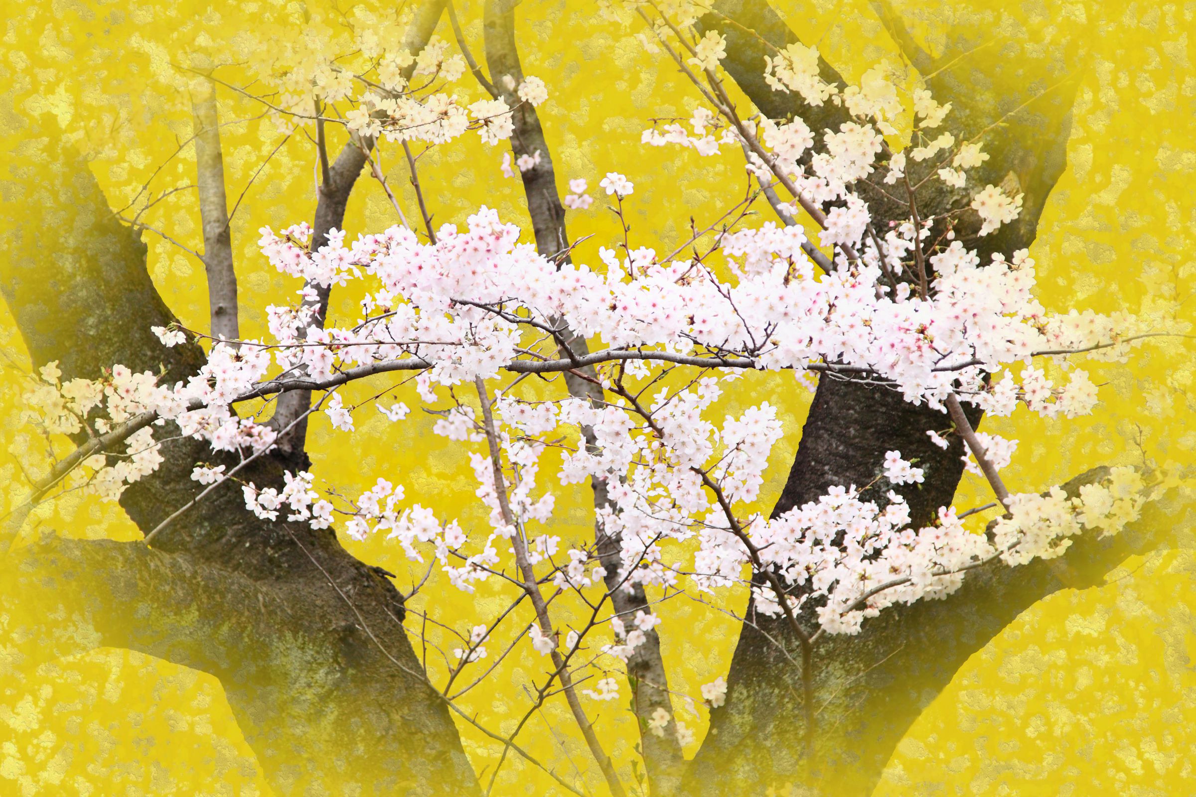 金箔桜屏風絵 | GANREF