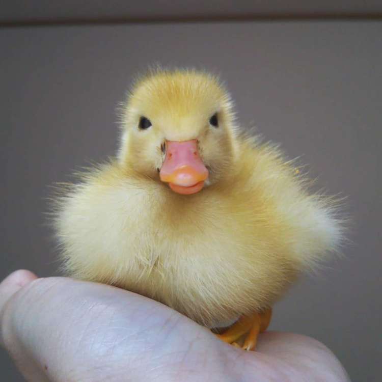 産まれて10日でルーティーンができました】持て余した手の上でくつろぎ