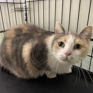 三毛猫マンチカンの女の子！」長野県 - 猫の里親募集(507786