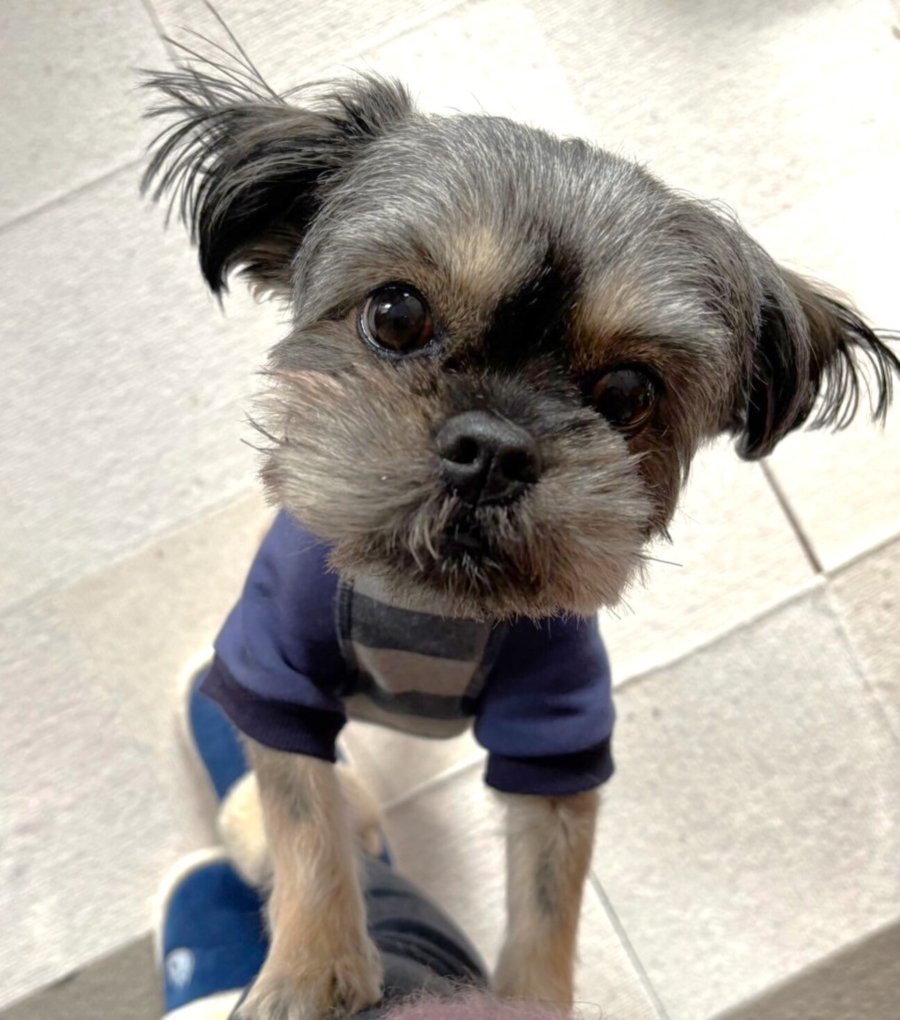 ヨーキー？シーズー？ミッ」東京都 - 犬の里親募集(510741) 1枚目の