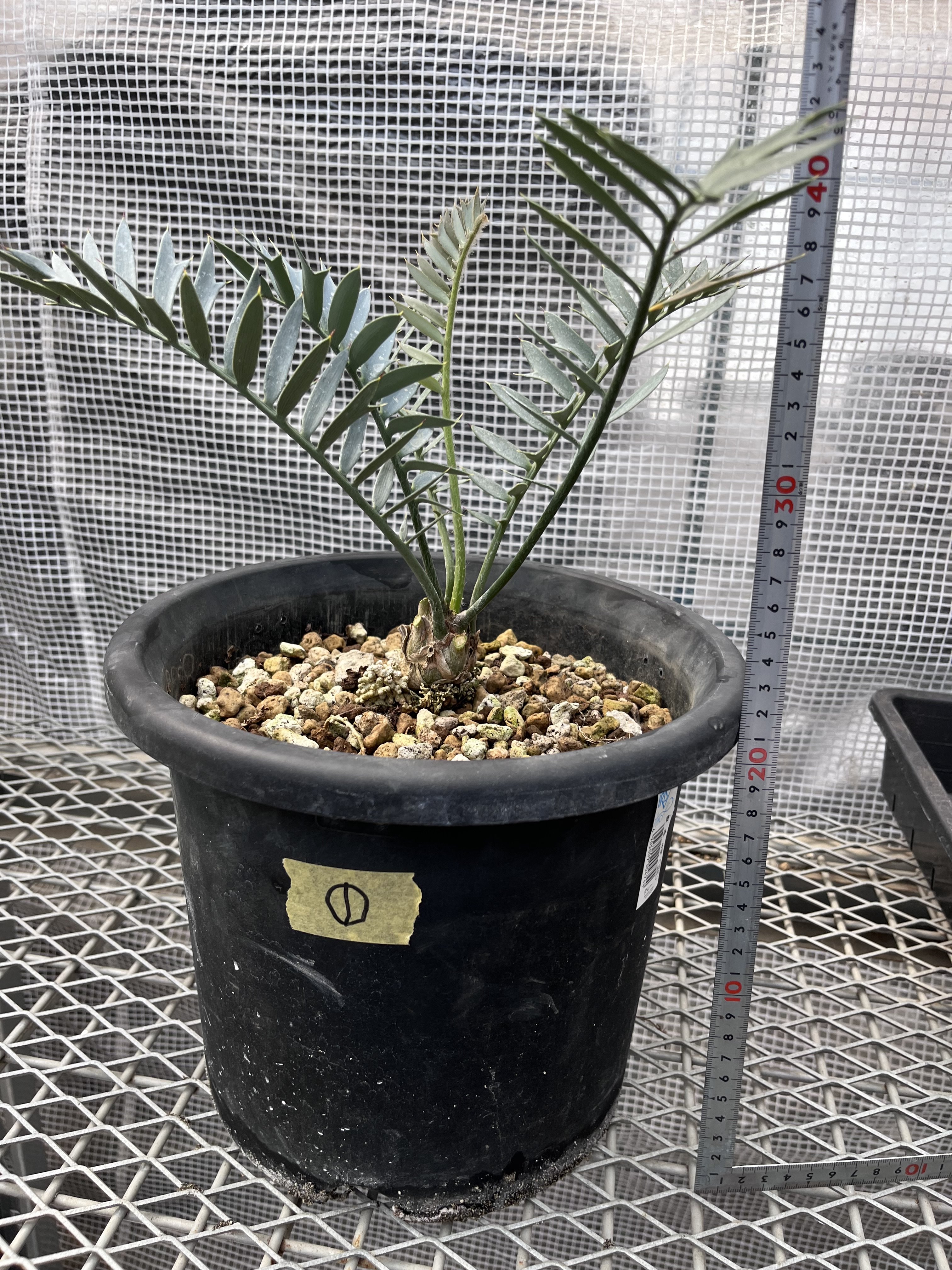 エンセファラルトス ホリダス | X−PLANTS