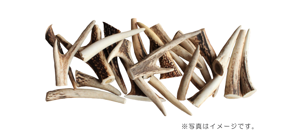 九州鹿の角 中 クラフト・ハンドメイド用 | 霧島ジビエ＜公式＞