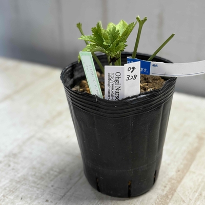 大木ナーサリーさんのクリスマスローズ | グリーンホビー