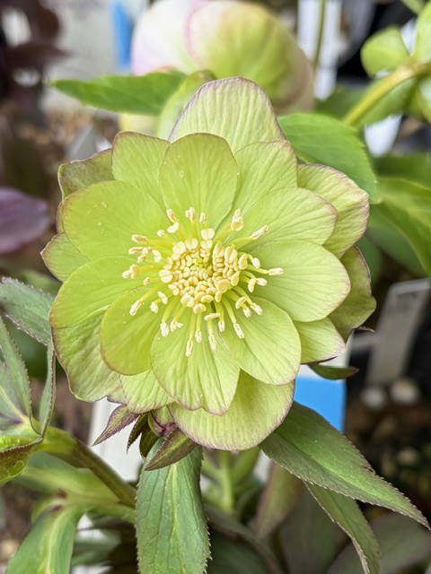 ○8時だよ） リトルビーストシリーズ ムルチフィダス系【Ta29