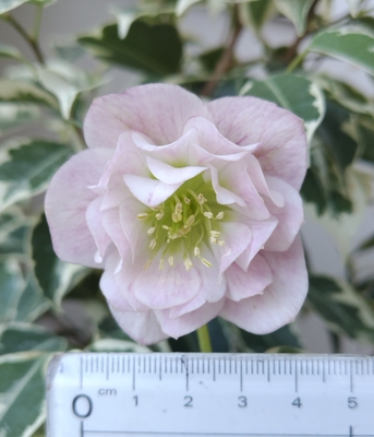 加藤農園さんのクリスマスローズ | グリーンホビー