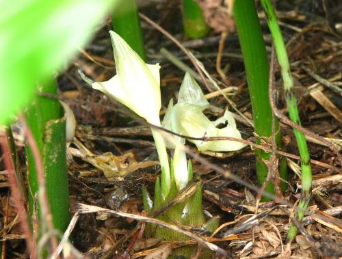 早生みょうが根株苗[土無し・150g]｜家庭菜園種・苗｜自然を育てる
