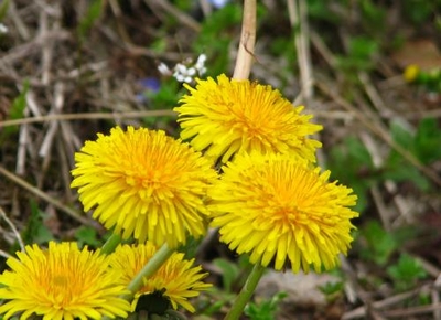 20140424_45736b_1613150361376_