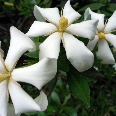 クチナシ苗 | 自然生活