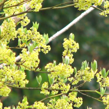 クロモジ苗｜植木・苗木・庭木・花木苗｜自然を育てる | 自然生活