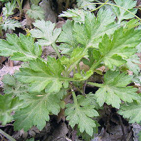 ヨモギ（蓬）苗2株セット | 自然生活