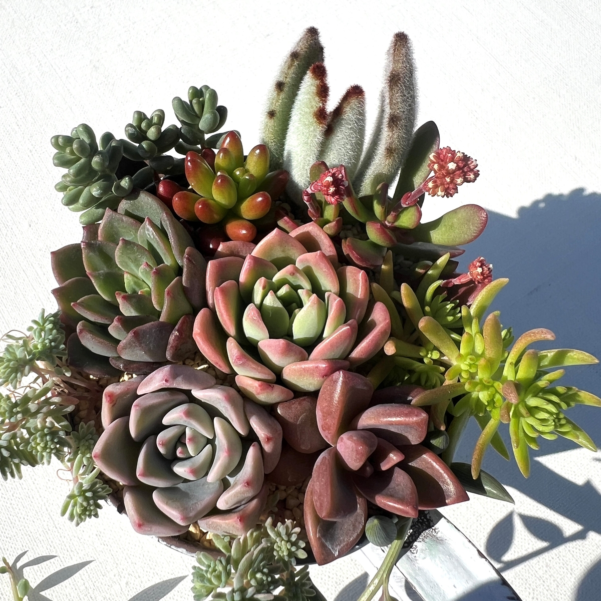 多肉植物寄せ植えキットA/セダム系の丈夫な苗10種 | おおいた国東つうはん