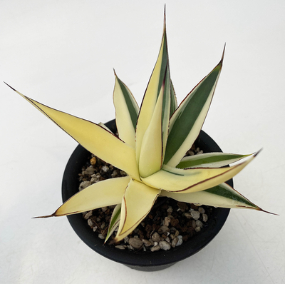 天*神様 激レア アガベ パリー トランカータ 縞斑 バリエガータ 斑入り