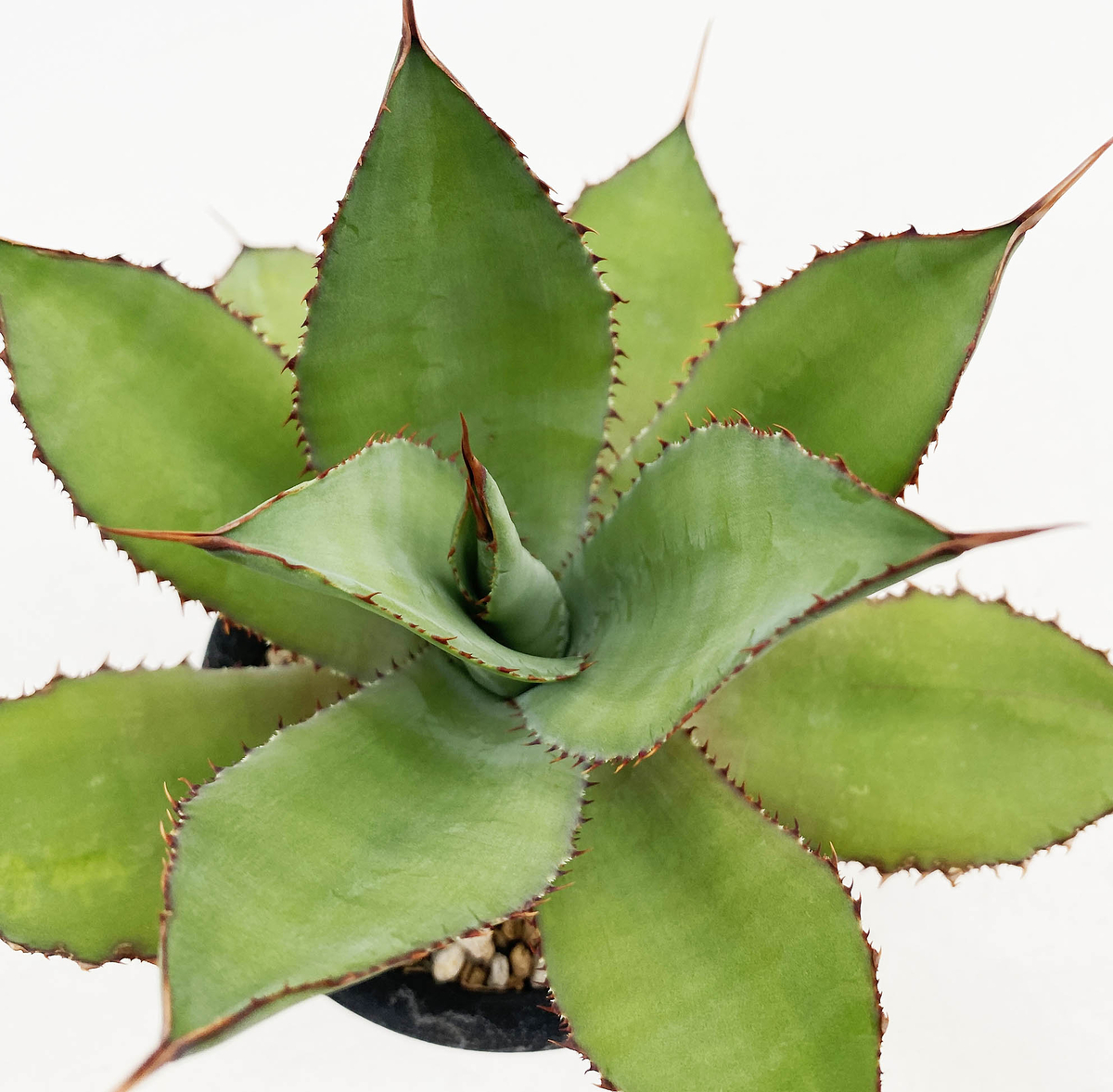 アガベ ボビコルヌータ | ネットショップ・アガベ