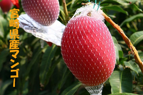 太陽のタマゴ 2L 2玉（約700g）先行発売！！（7月中旬まで受付