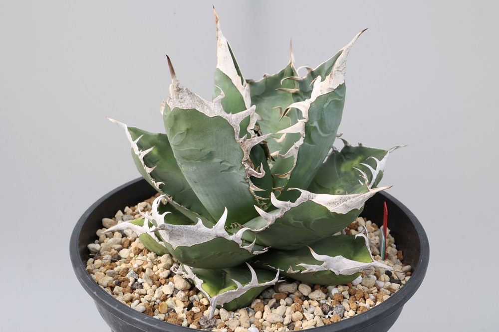 Agave titanota SAD アガベ チタノタ 南アフリカダイヤモンド 大株