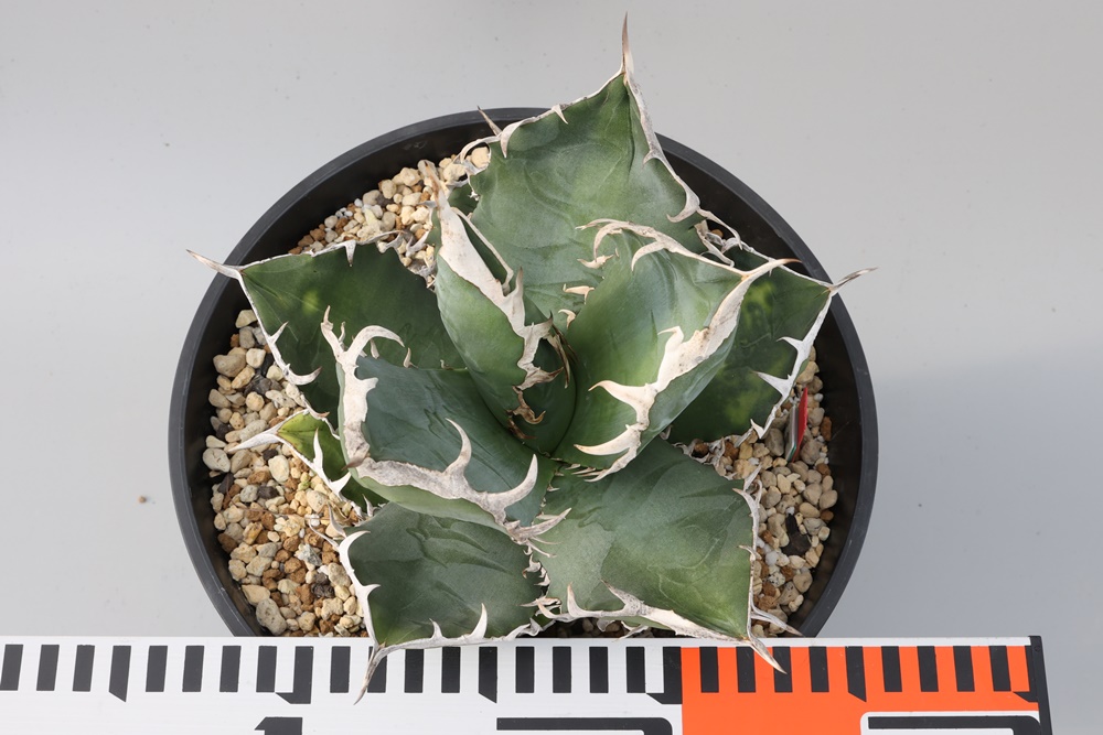 Agave titanota SAD アガベ チタノタ 南アフリカダイヤモンド 大株