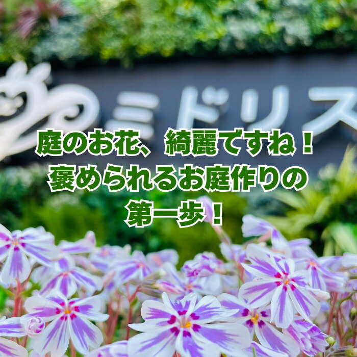 楽天市場】【レビュー特典あり】 芝桜 苗 スプラータ 40株 / 80株