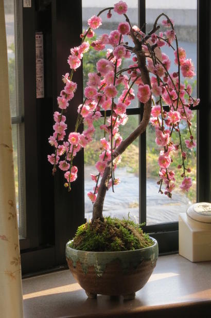 楽天市場】ディズニー 【プランタースタンド】 ドナルド＆デイジー